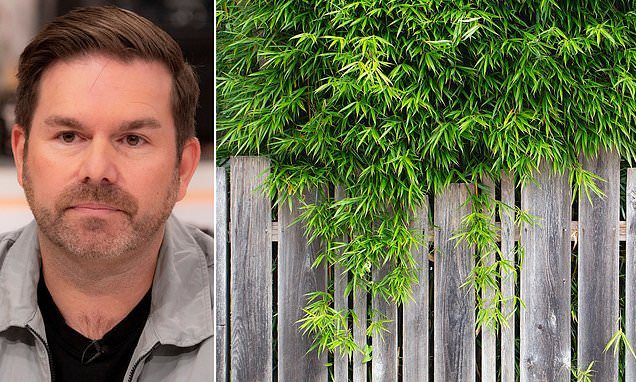 I fear the neighbour's bamboo will pull up my driveway. Can I tell him to get rid of it? Consumer lawyer DEAN DUNHAM re…