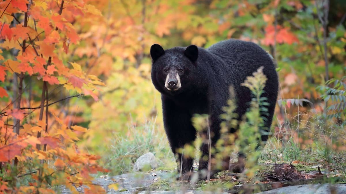 Gör dig redo för börsfall