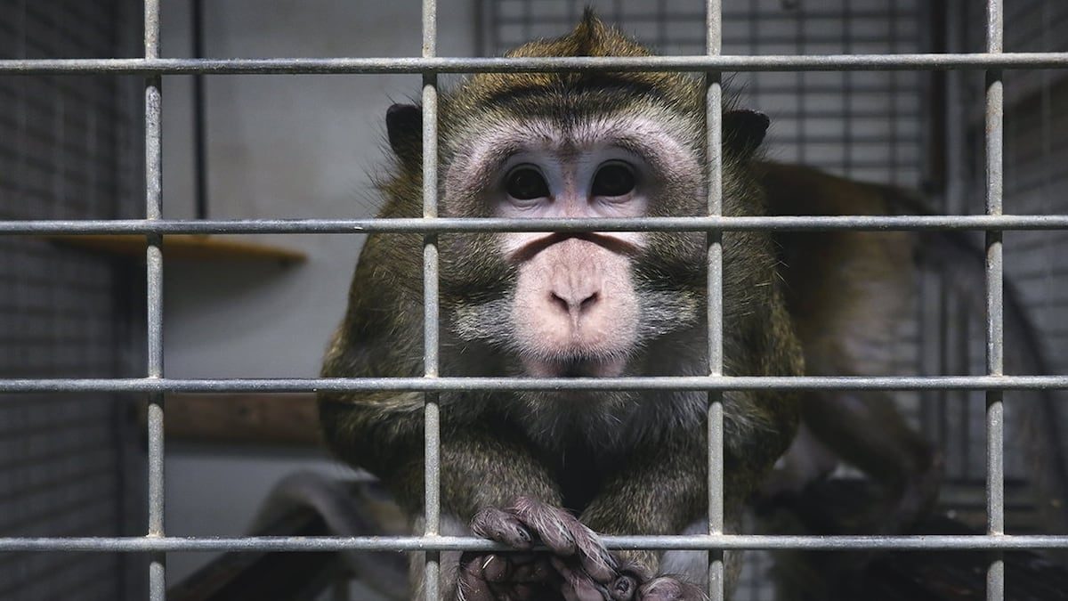 Uno de cada dos españoles apoya usar animales en investigaciones científicas