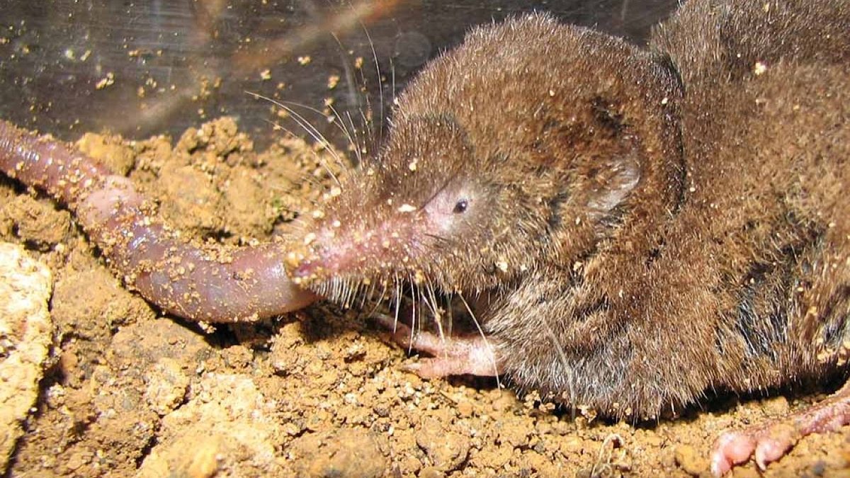 Schwankende Schädelgröße: Spitzmäuse trotzen dem Winter mit radikalem Körperumbau