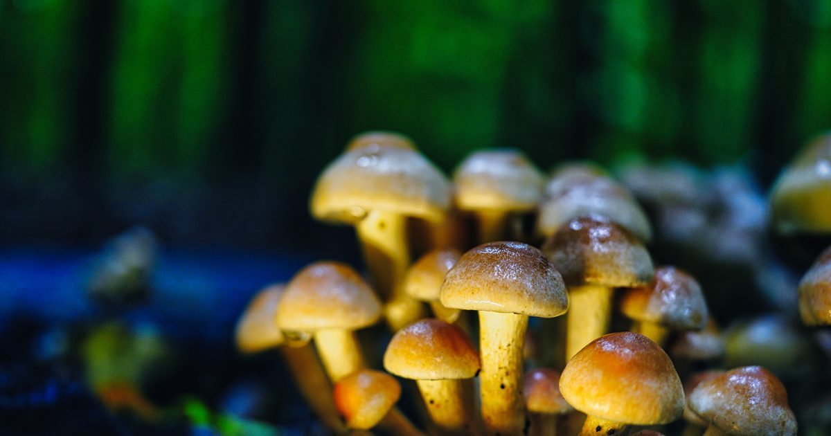 Świecące grzyby rosną także w Polsce. Wielu grzybiarzy mija je zupełnie nieświadomie