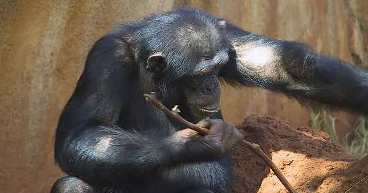 Descubren que los chimpancés ceden sus propias herramientas para 'educar' a sus crías