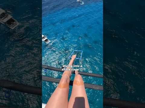 Diving With SHARKS 🦈