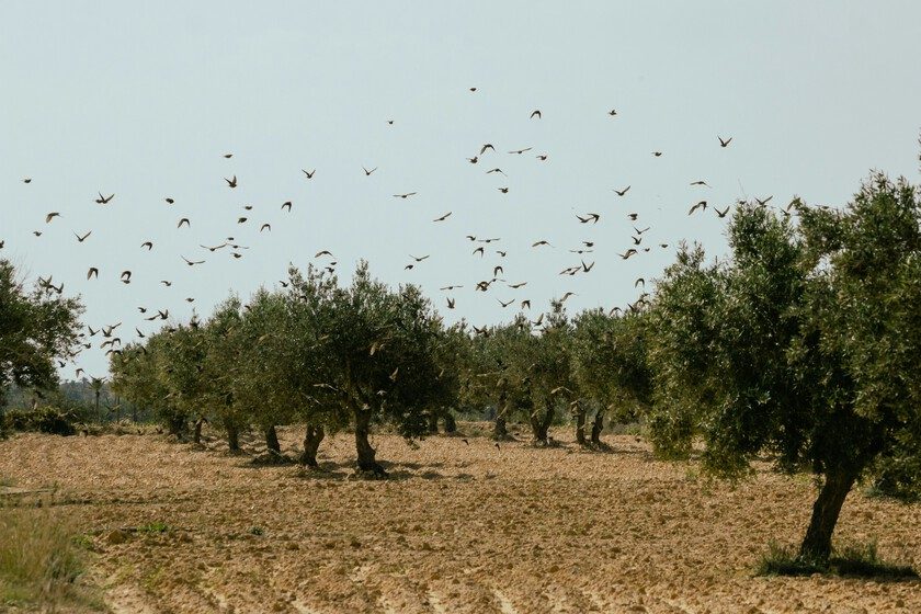 Los olivareros españoles se han topado con algo en plena negociación de precios: un boom de aceite de Túnez libre de ar…