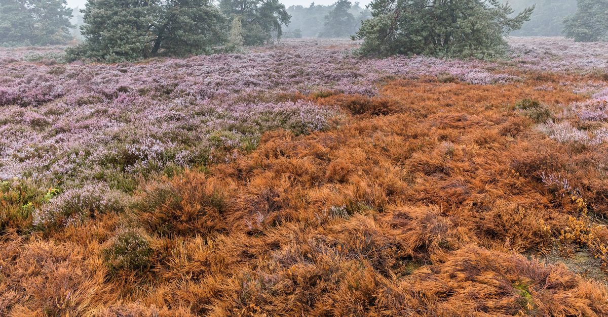 Oranjebruin overheerst op een heide die eigenlijk paars zou moeten zijn