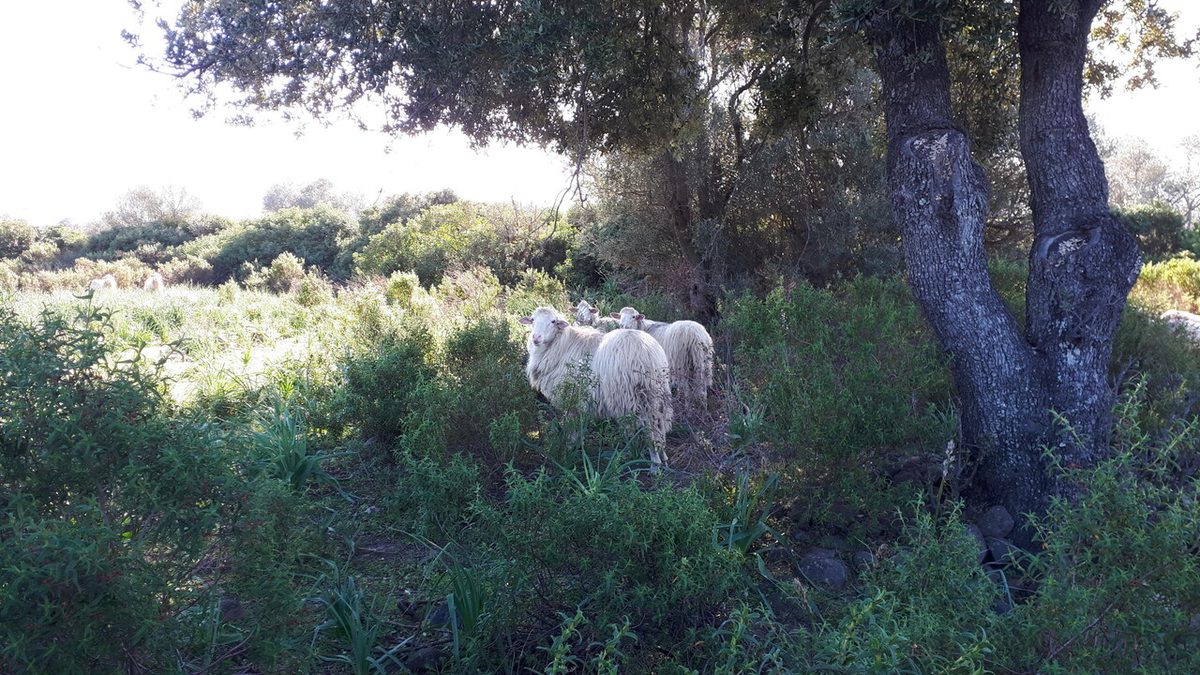 Lingua blu, tre nuovi focolai a settembre in Sardegna