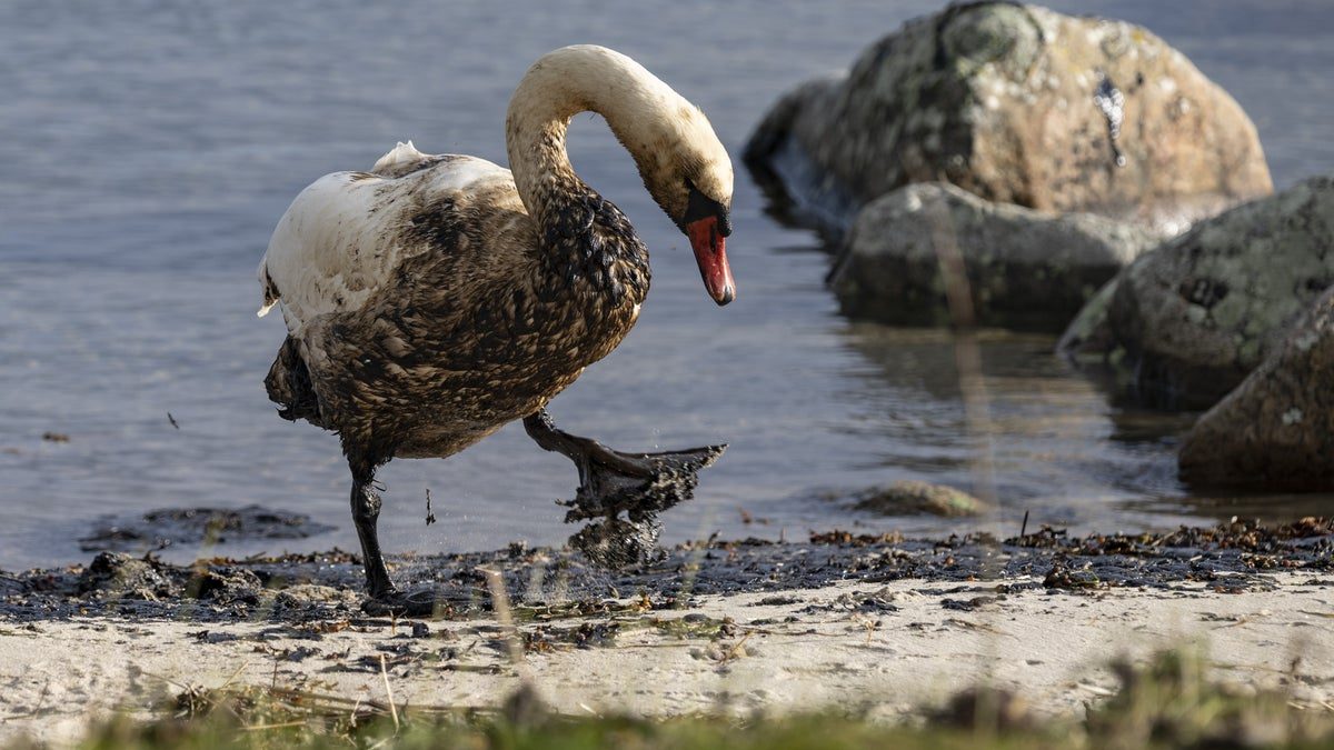 Rederiet backar efter oljekatastrofen i Blekinge