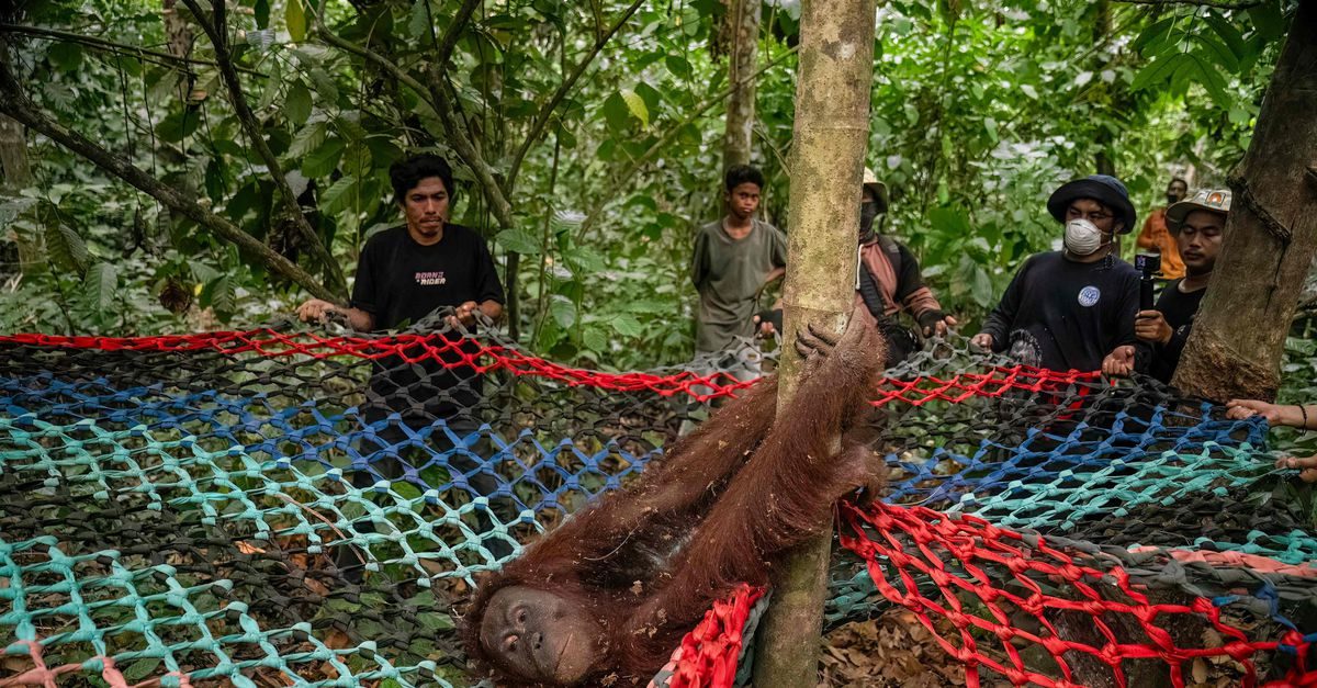 Acute ademnood bij de bevolking en orang-oetans ernstig bedreigd: hoe verwoestende bosbranden Kalimantan teisteren