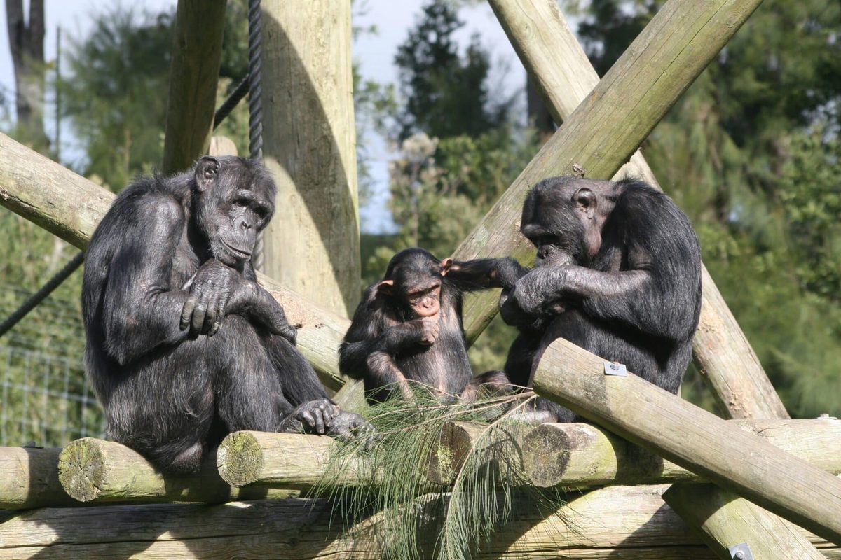 Geen beunhaas maar beunaap: chimpansees gebruiken geavanceerde onderwijstechniek