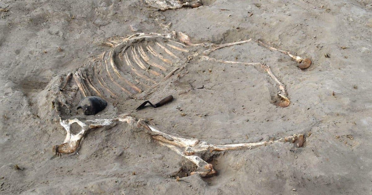Remains of ancient warhorse given honorific burial discovered in Egypt