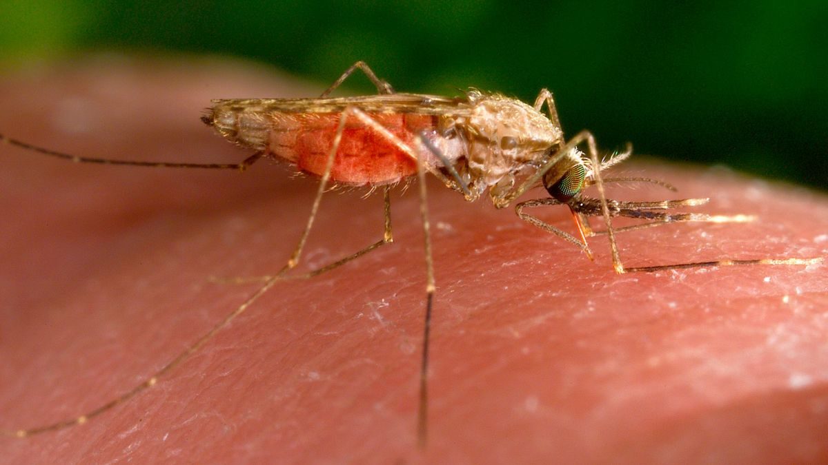 Frankfurt am Main: Zwei Flughafen-Anwohner an Malaria erkrankt