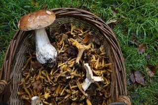 Quiz. Savez-vous reconnaître les champignons ?
