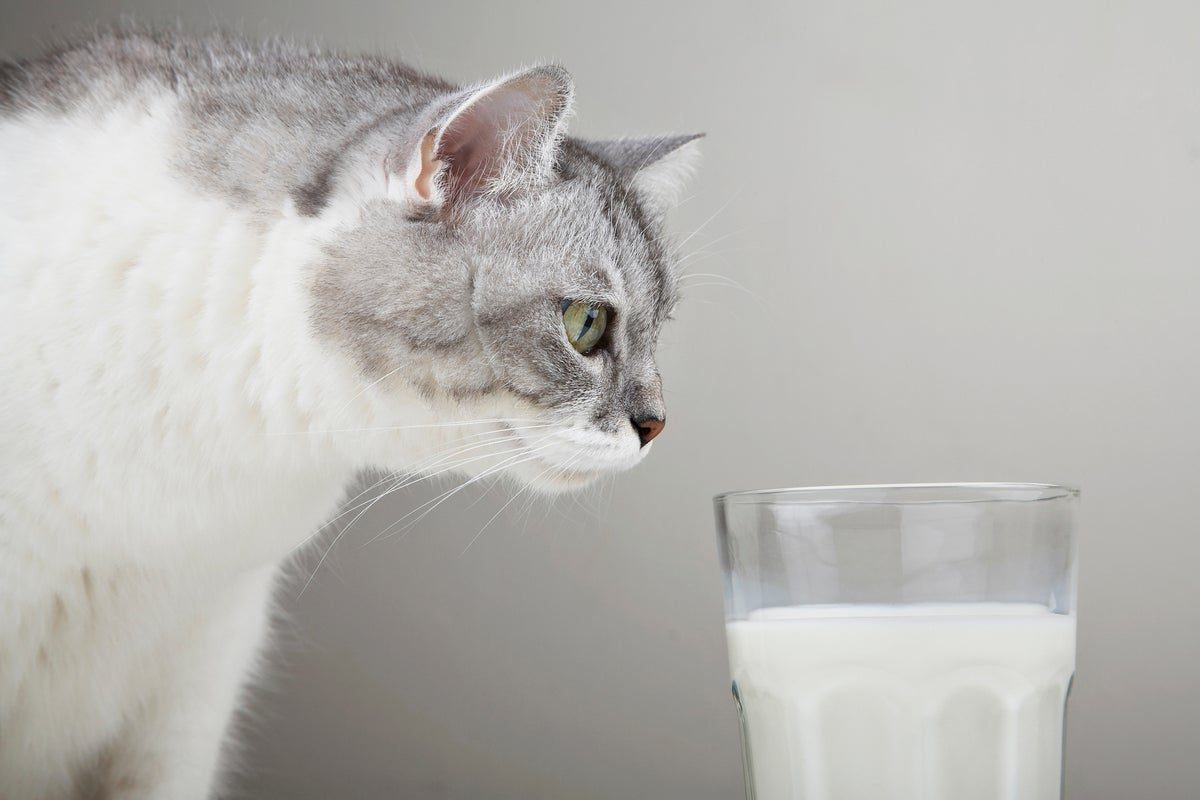 Animal expert explains why you should never give milk to your cat