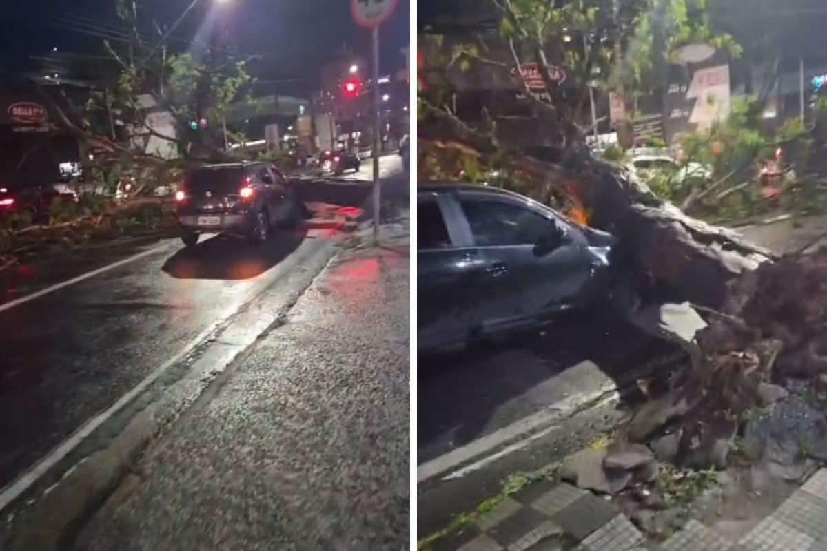 Árvore de grande porte cai e atinge carro em avenida de Jacareí
