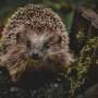 The importance of measuring stress in hedgehogs and how a new method could enhance welfare