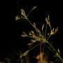 Brazilian sedge reproduces sexually but without DNA reshuffling, producing genetic clones