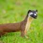 Dog-guided cameras uncover weasels across Georgia, including regions unseen for 30 years