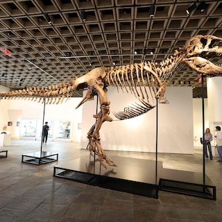 Na 15 jaar onderzoek lichaamstemperatuur van Tyrannosaurus rex achterhaald: verklaart mee waarom dino bovenaan voedselk…