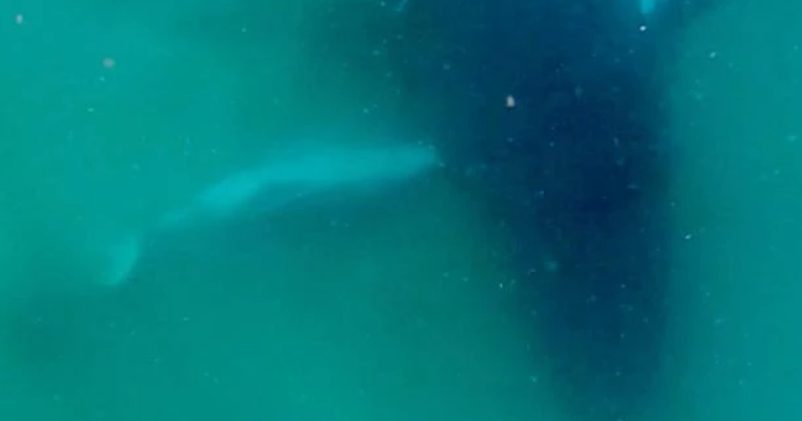 Humpback whale seen grieving dead calf in rare footage