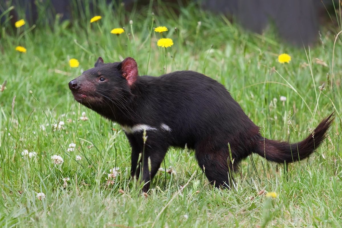 Tasmanian Devils Lived Alongside Humans in Northwestern Australia as Far Back as 45,000 Years Ago, Researchers Find