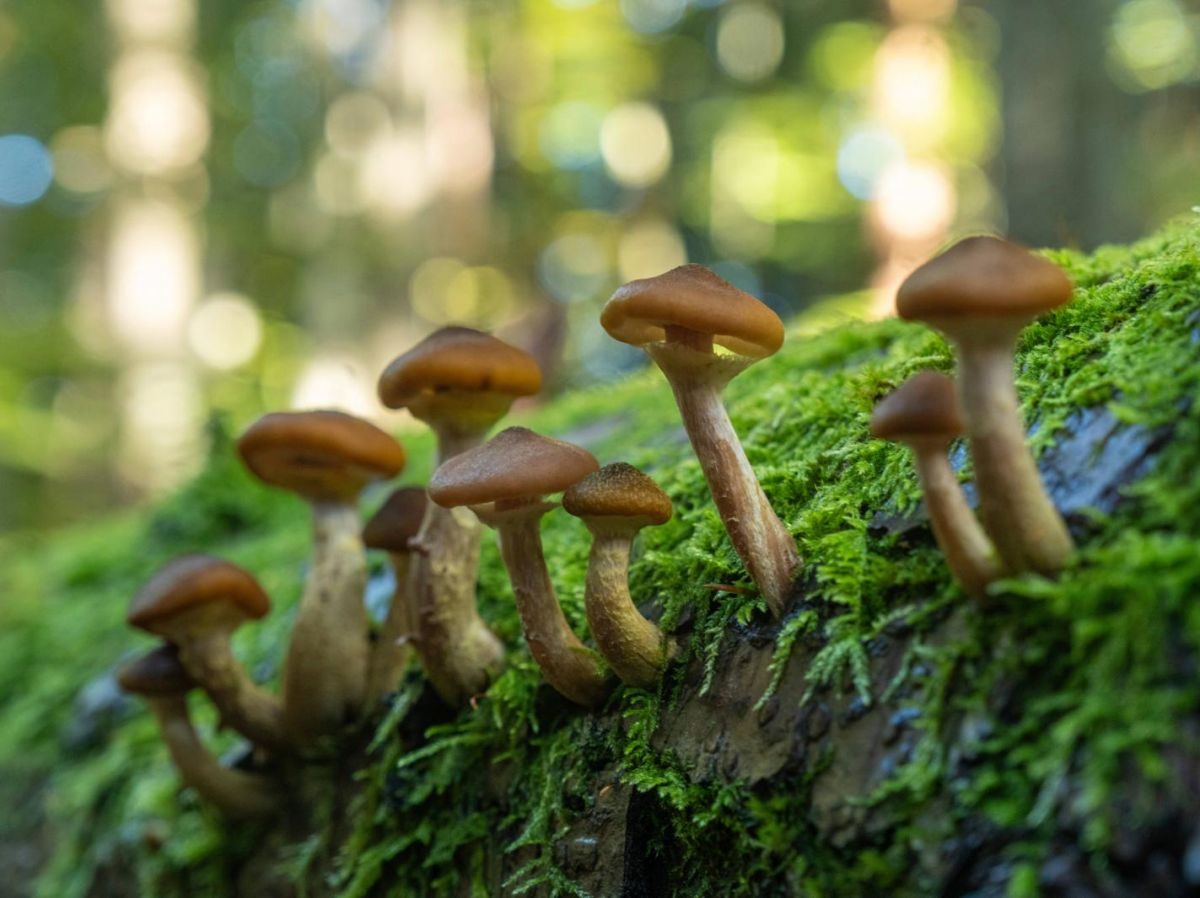 Pourquoi il est si difficile de déterminer l'âge d'un champignon ?