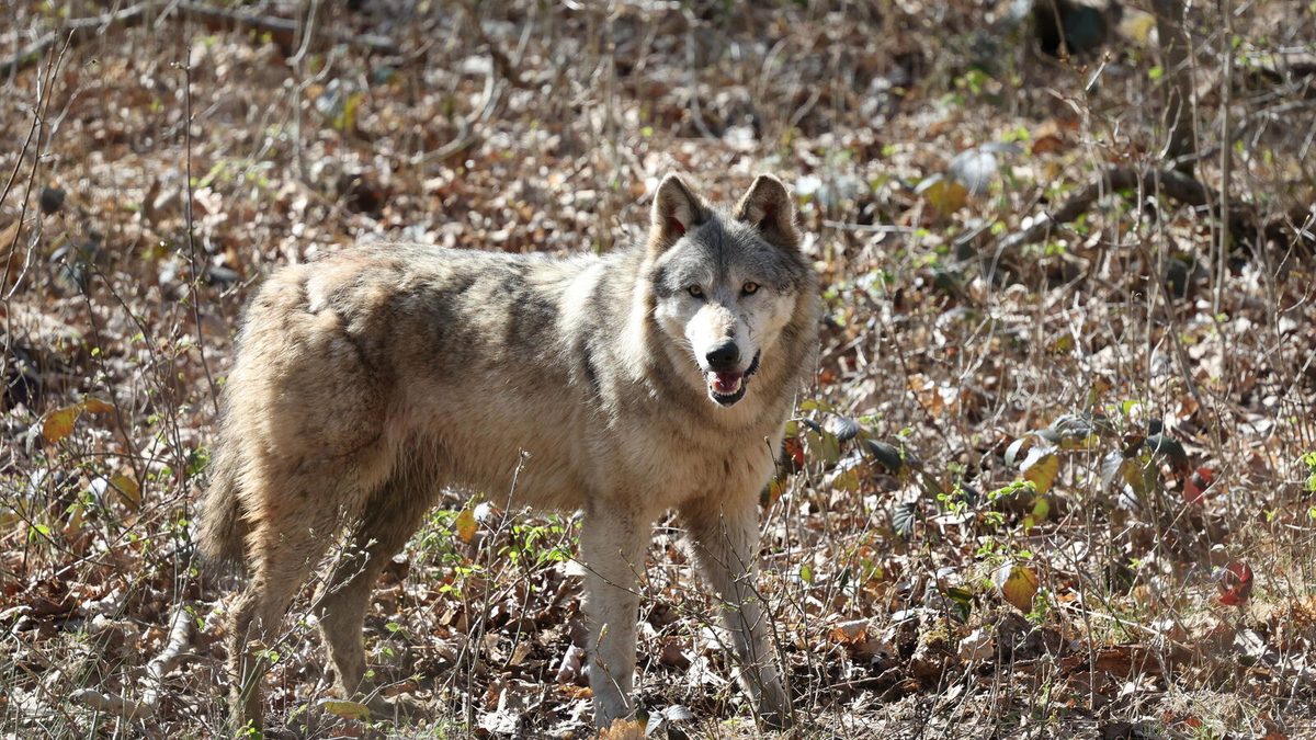 Attaques contre les élevages : la ministre de l’Agriculture Annie Genevard propose d’équiper les loups de GPS