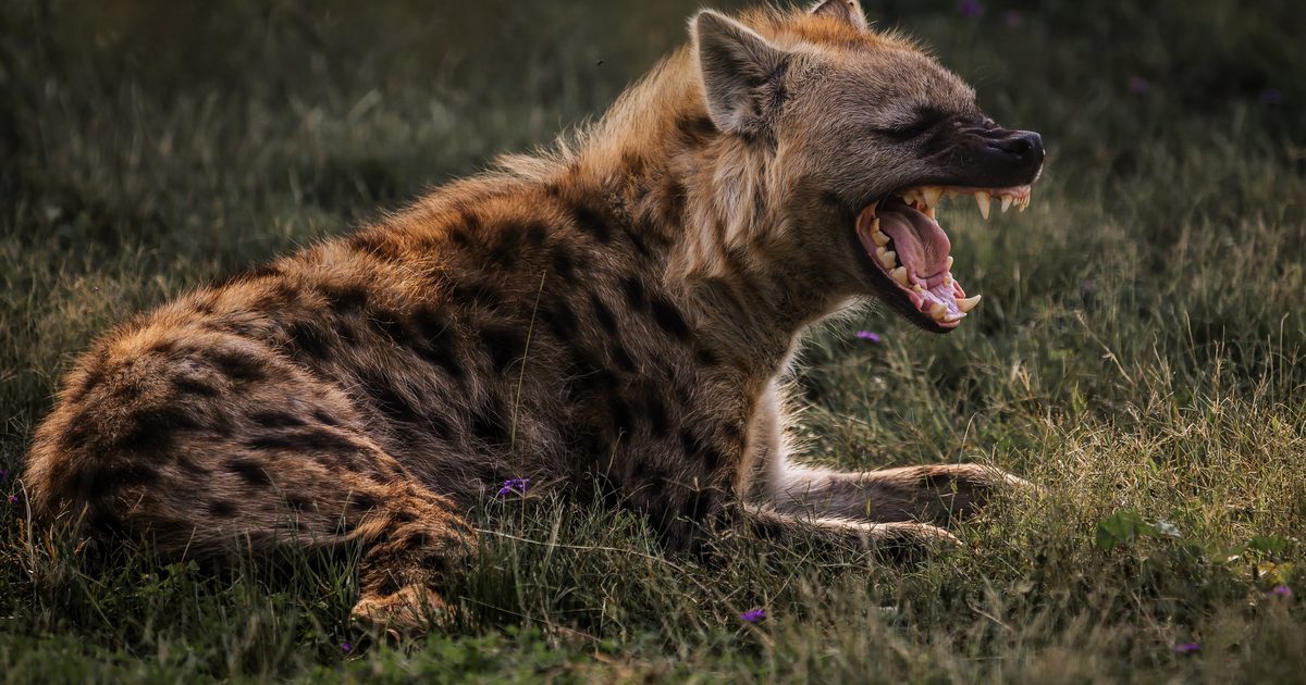 Naukowcy zweryfikowali mit na temat hien. „Czułam, że w tej historii kryje się coś więcej”