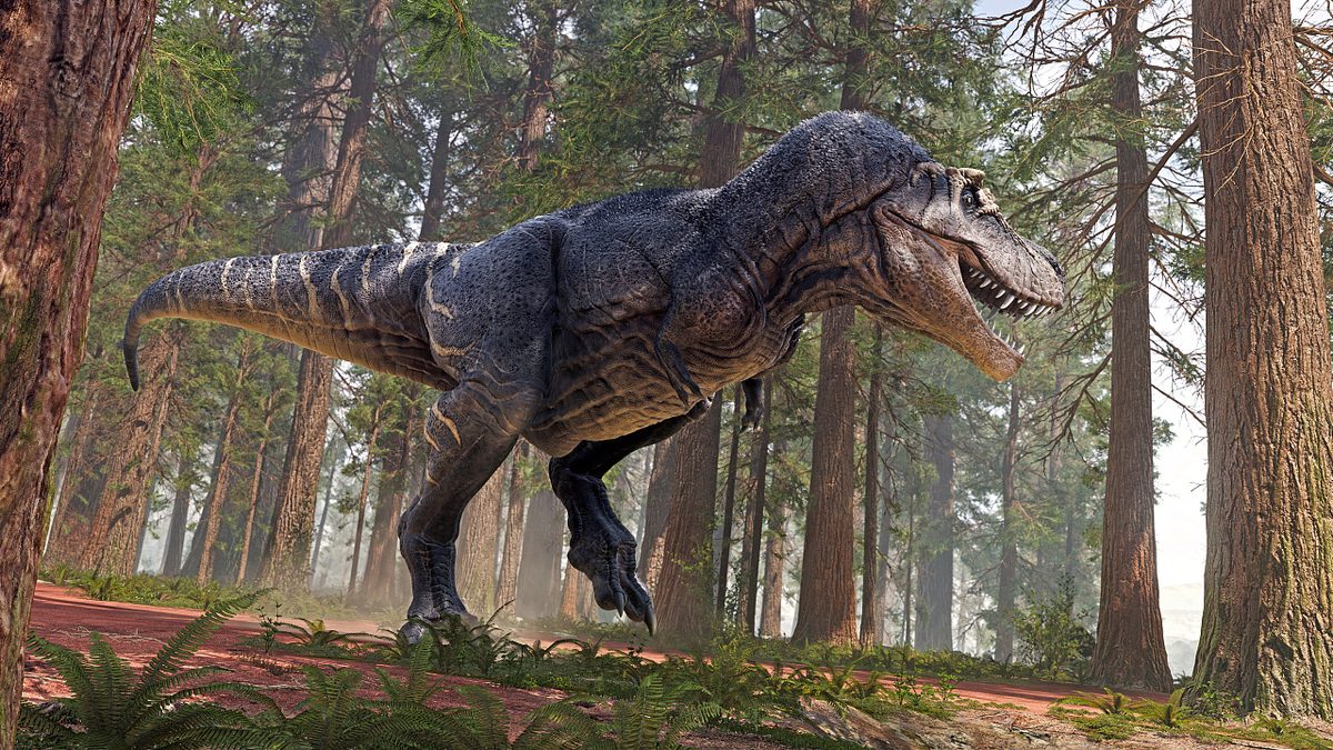 Dinosaurier: Zahnanalyse zeigt: T. rex war warmblütig
