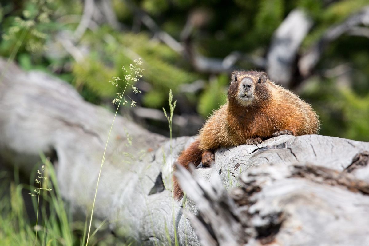 Two Chonky, Mountain-Dwelling Marmots Were Found in the Bay Area. What Were They Doing So Far Away From Their Home?