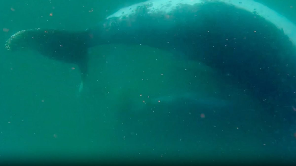 'It is extremely rare to witness': Scientists record humpback whale mom grieving her stillborn calf in first-of-its-kin…
