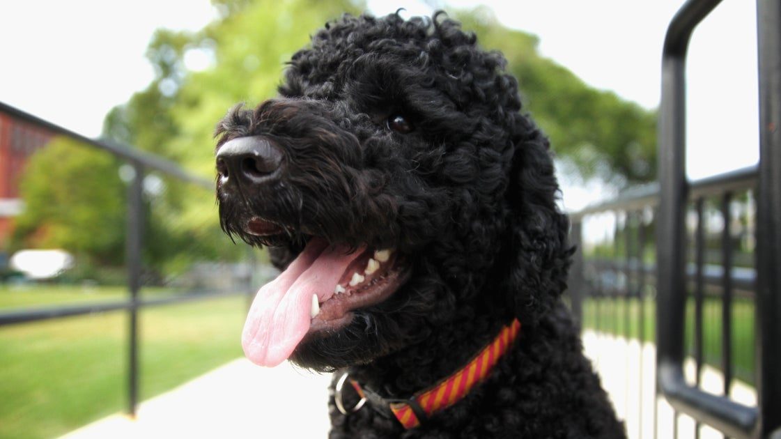 Obamas Mourn Death Of Beloved Family Dog Sunny, Hailed As ‘Pretty Much Perfect’