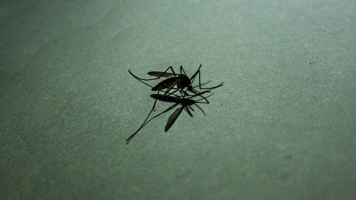 Frankfurt am Main: Zwei Flughafen-Anwohner an Malaria erkrankt – wie groß ist das Risiko?