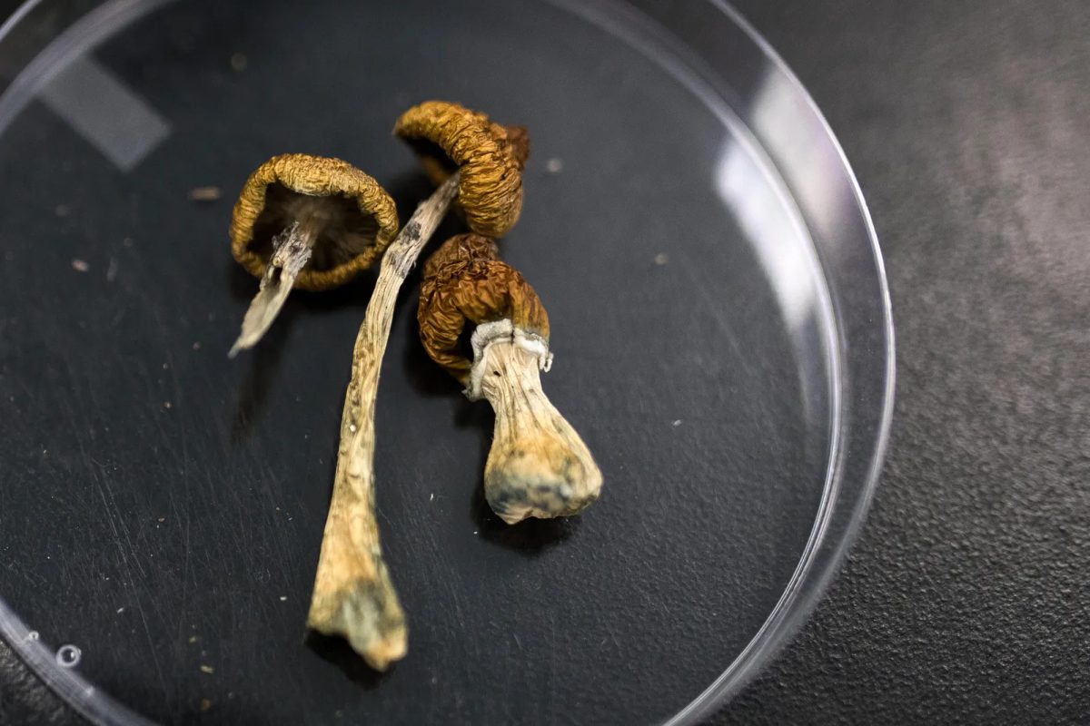 A Psychedelic Compound Found in 'Magic' Mushrooms Might Prevent Debilitating Nerve Damage and Pain Caused by Chemothera…