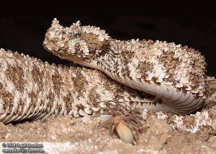 The Tip of This Snake's Tail Looks Like a Spider. But Inside, Its Bones Are 'Bizarrely Normal'