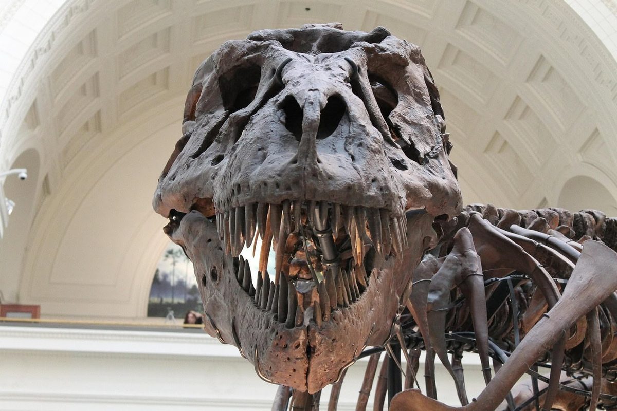 T. rex-tanden tonen aan dat de roofdino warmbloedig was