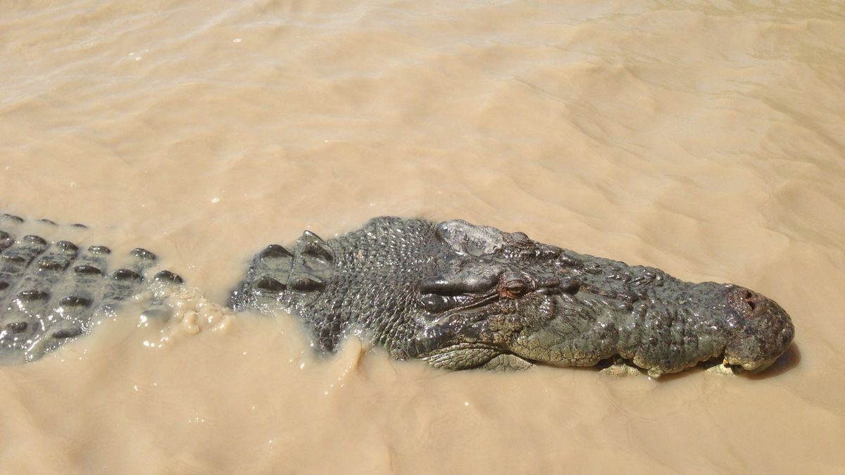 Australien: Fluss mit Krokodilen wird Ruderstrecke bei Olympia 2032