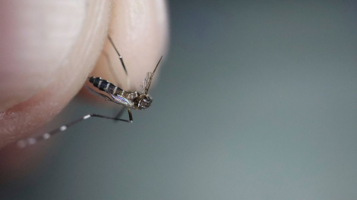 Malaria am Flughafen Frankfurt am Main: Behörde rät Bürgern zu Mückenschutz