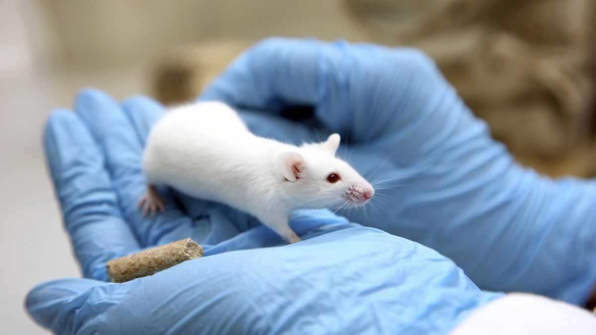 Hirnforschung: Menschliche Hirnzellen in Mäusegehirnen sollen Krankheiten erklären