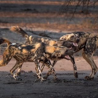 Drie wilde honden begonnen aan een Afrikaanse odyssee: 4.126 kilometer later hadden ze een record beet