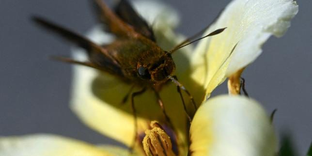 « Dans la tête d’un papillon », vous saurez tout sur le cerveau des lépidoptères