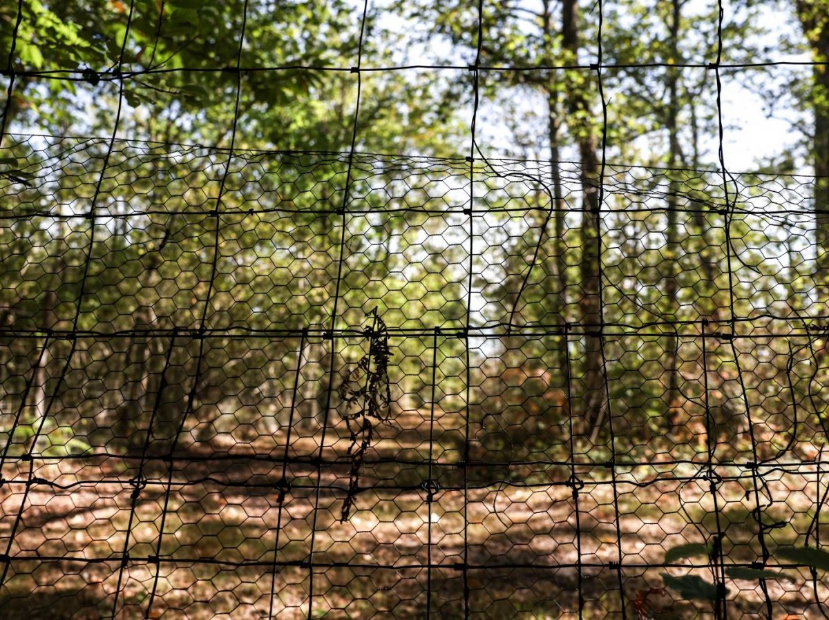 La deuxième forêt de France prise au piège des grillages et des chasses privées