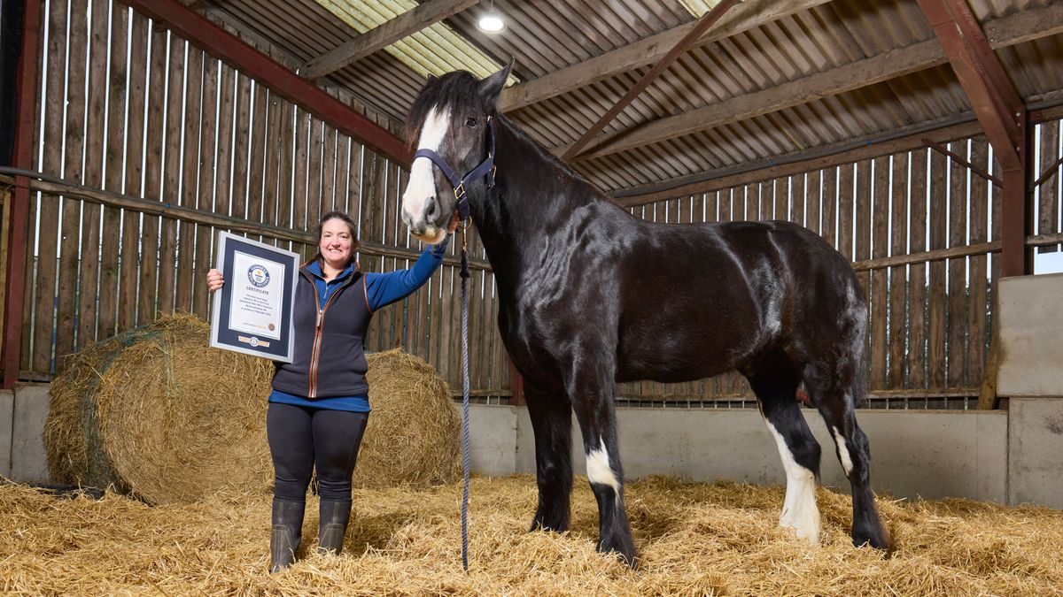 Guinness-Weltrekord: Hugo ist das größte lebende Pferd der Welt