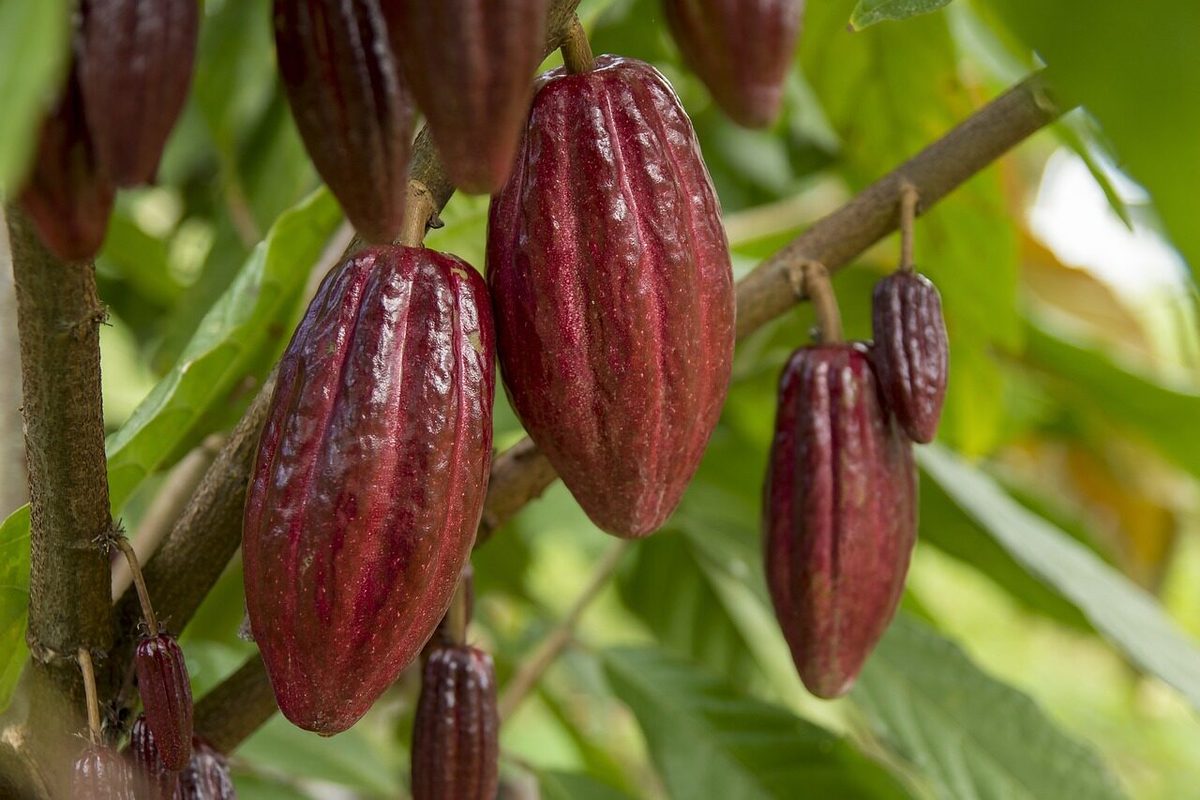 Hoe hevige regenbuien kunnen leiden tot minder chocolade