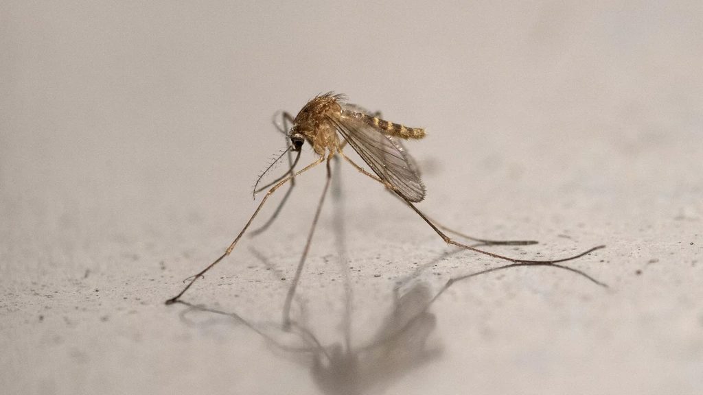 Vierde dode na besmetting met westnijlvirus, tien mensen positief getest