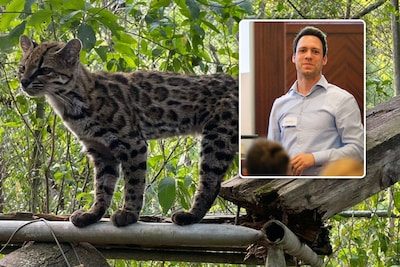 Voor het eerst in 100 jaar: Antwerpse wetenschappers ontdekken gloednieuwe kattensoort in Bolivia