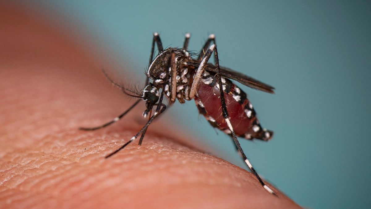 Malaria nahe Frankfurter Flughafen – Anwohner nach Infektion gestorben