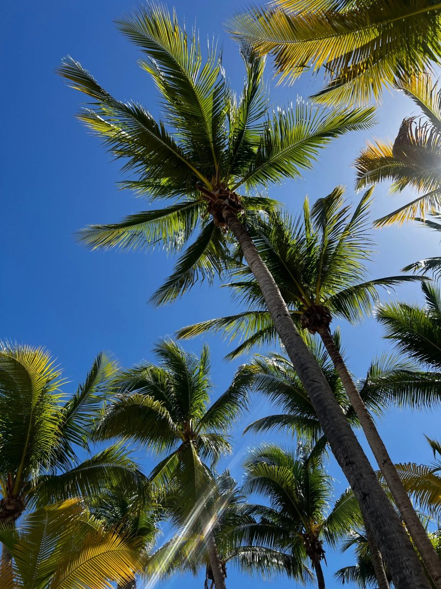 I need palm tree therapy