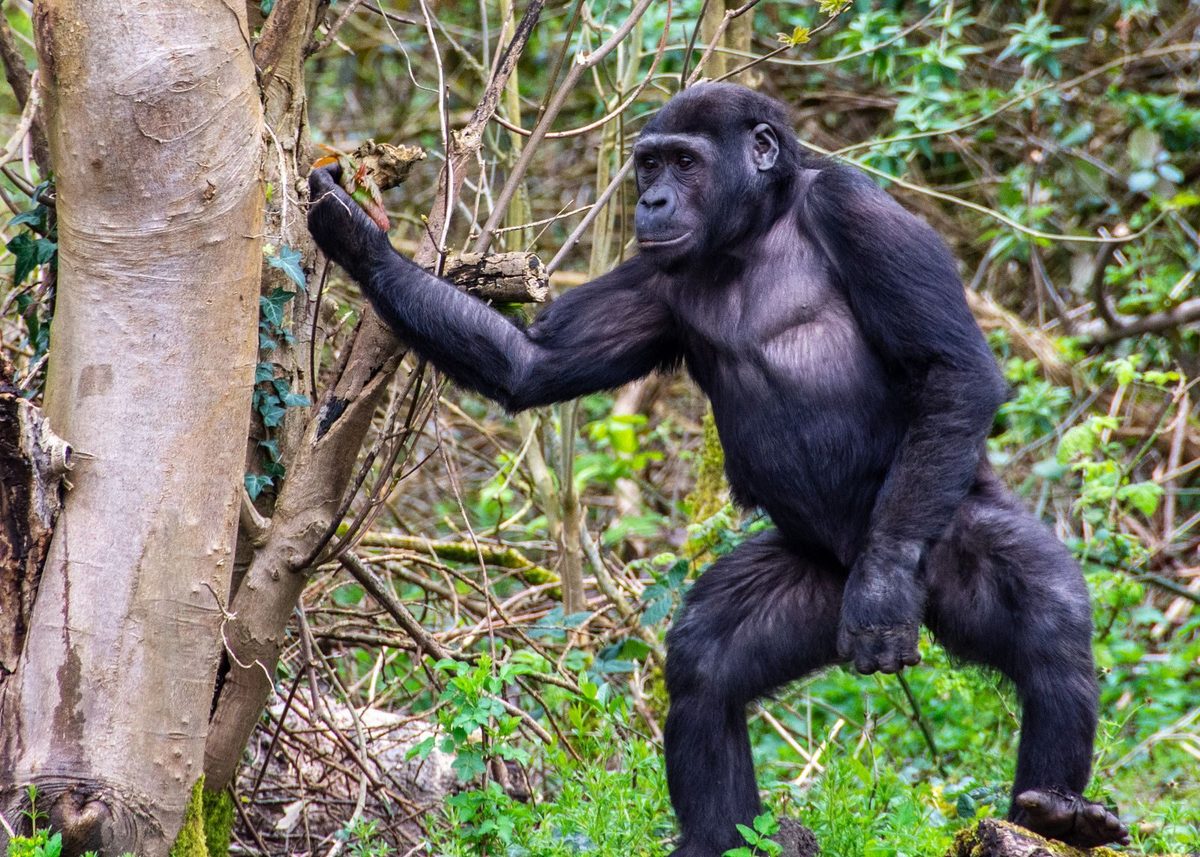 Deze fossielen onthullen een verrassende tussenstap in de menselijke evolutie