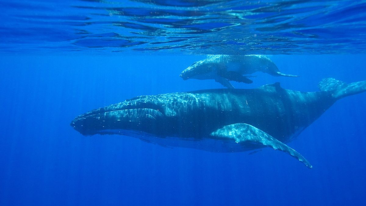 Australien: Trauert hier eine Walmutter um ihr totgeborenes Kalb?