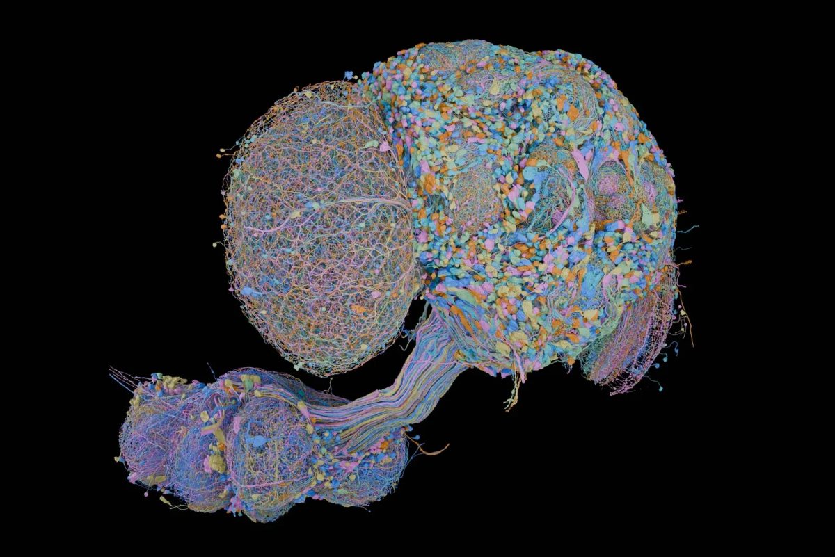 This New Brain Map Shows Every Nerve Cell in an Adult Male Fruit Fly's Central Nervous System. Here's Why That Matters